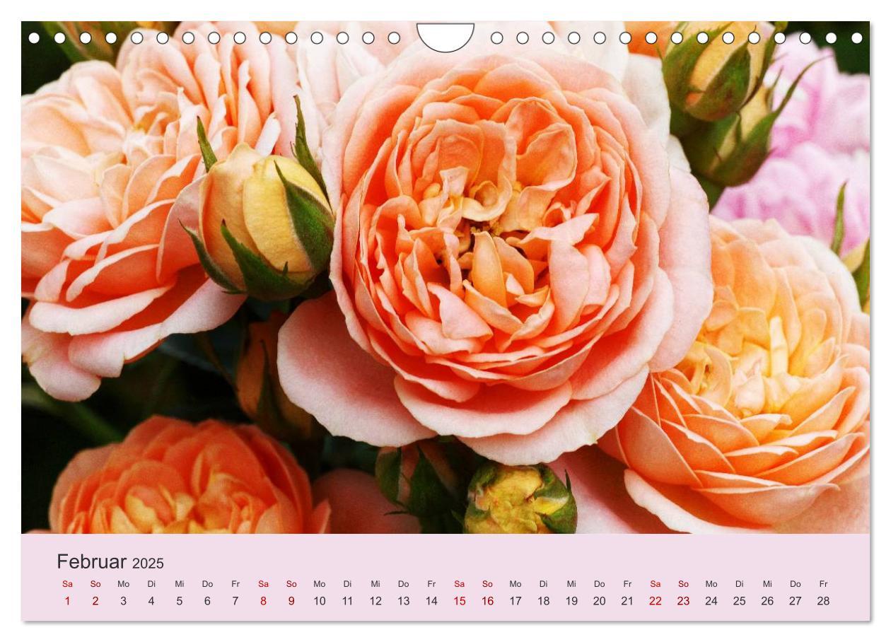 Bild: 9783435453566 | Rosen Reigen im Garten (Wandkalender 2025 DIN A4 quer), CALVENDO...