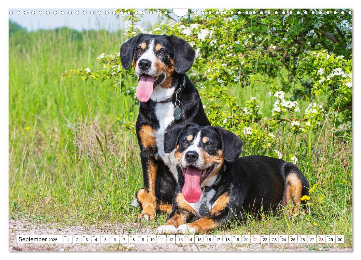 Bild: 9783435313051 | Mein bester Freund - Entlebucher Sennenhund (Wandkalender 2025 DIN...