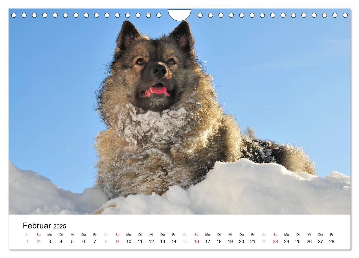 Bild: 9783435805457 | Der Wolfsspitz (Wandkalender 2025 DIN A4 quer), CALVENDO...