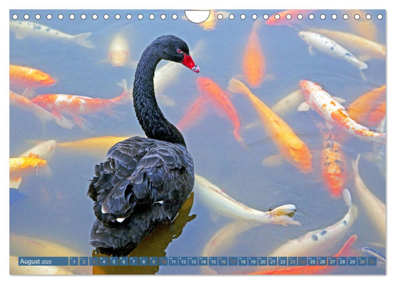 Bild: 9783435129553 | Koi: Juwelen im Teich (Wandkalender 2025 DIN A4 quer), CALVENDO...