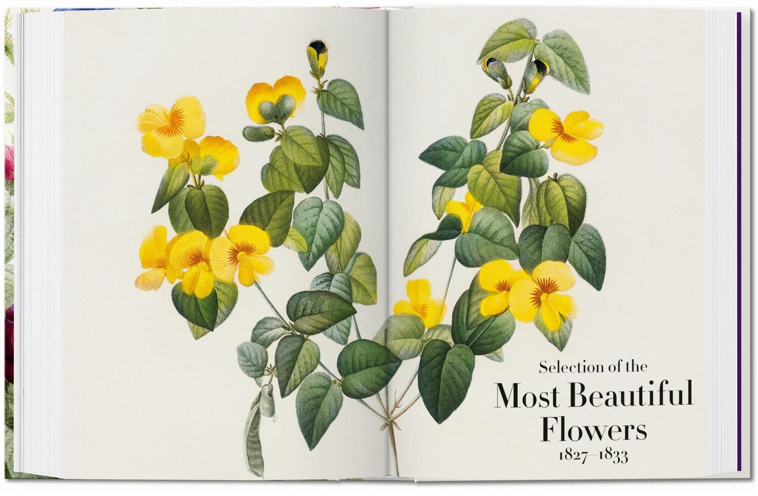 Bild: 9783836556651 | Redouté. The Book of Flowers. 40th Ed. | H. Walter Lack | Buch | 2020