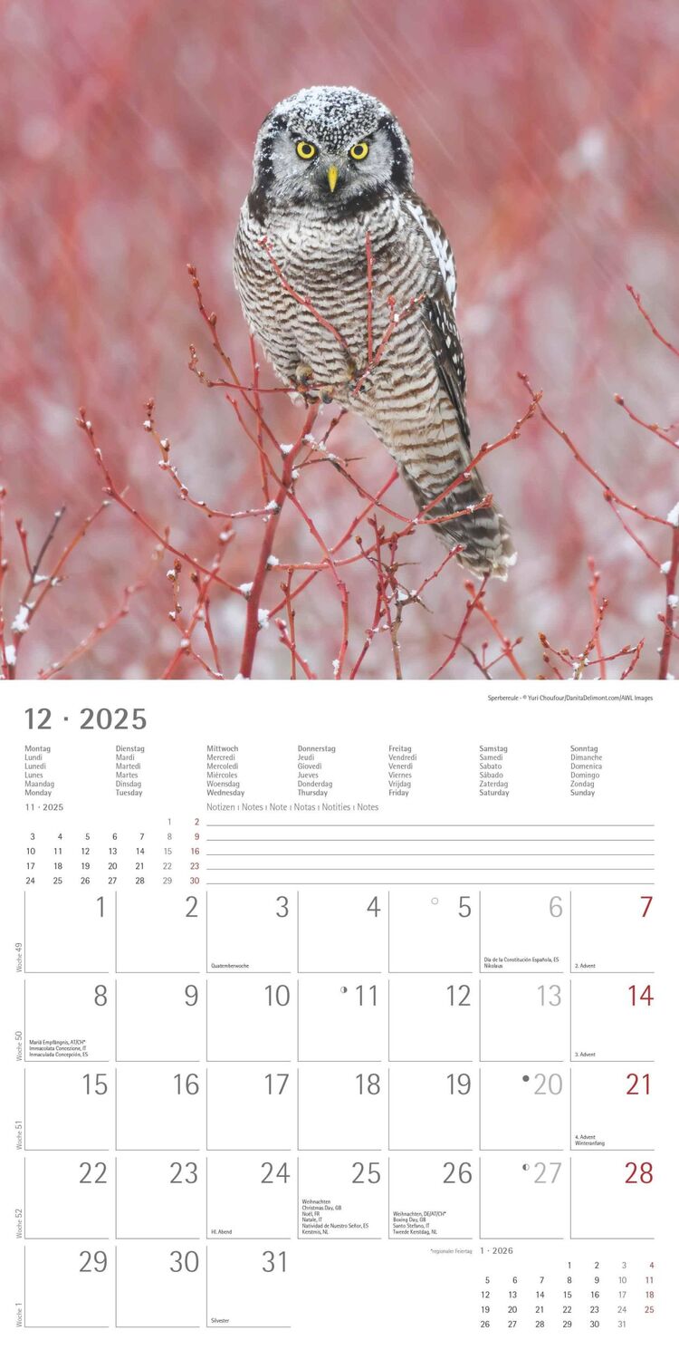 Bild: 4251732340735 | Eulen 2025 - Broschürenkalender 30x30 cm (30x60 geöffnet) -...