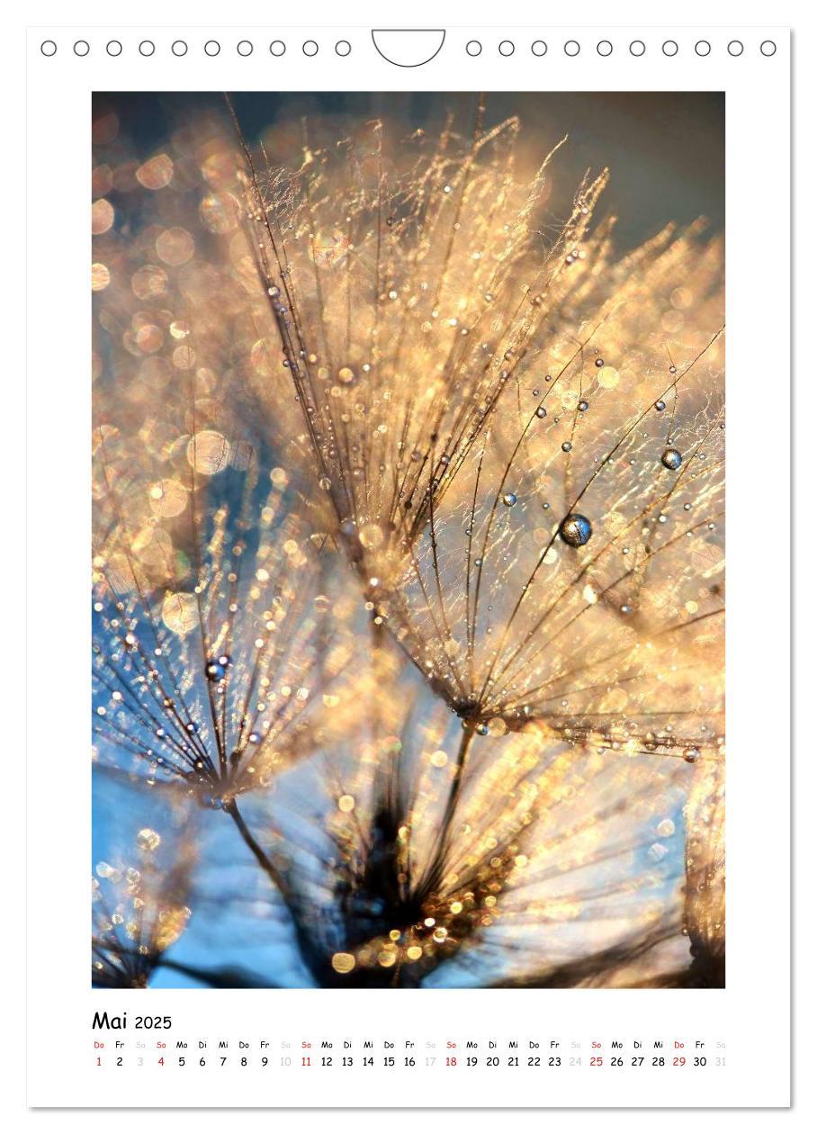 Bild: 9783457054819 | Die Pusteblume neu erleben (Wandkalender 2025 DIN A4 hoch),...