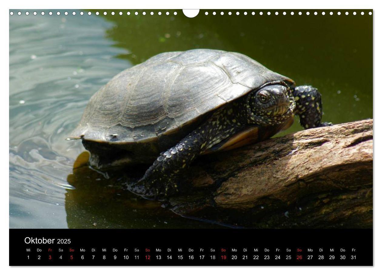 Bild: 9783435763719 | Das Leben der Schildkröten (Wandkalender 2025 DIN A3 quer),...