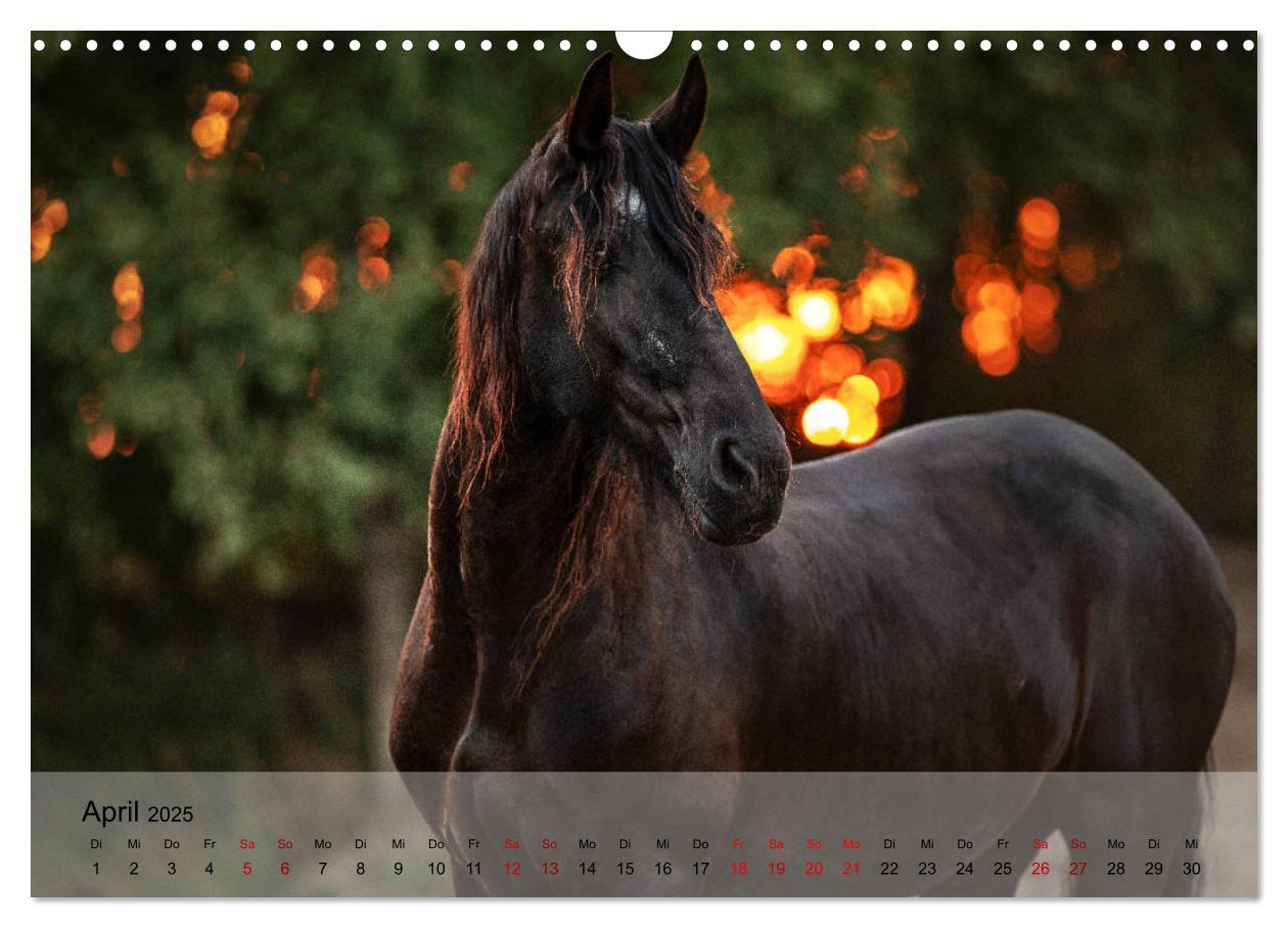 Bild: 9783435289325 | Pferdezauber 2025 (Wandkalender 2025 DIN A3 quer), CALVENDO...