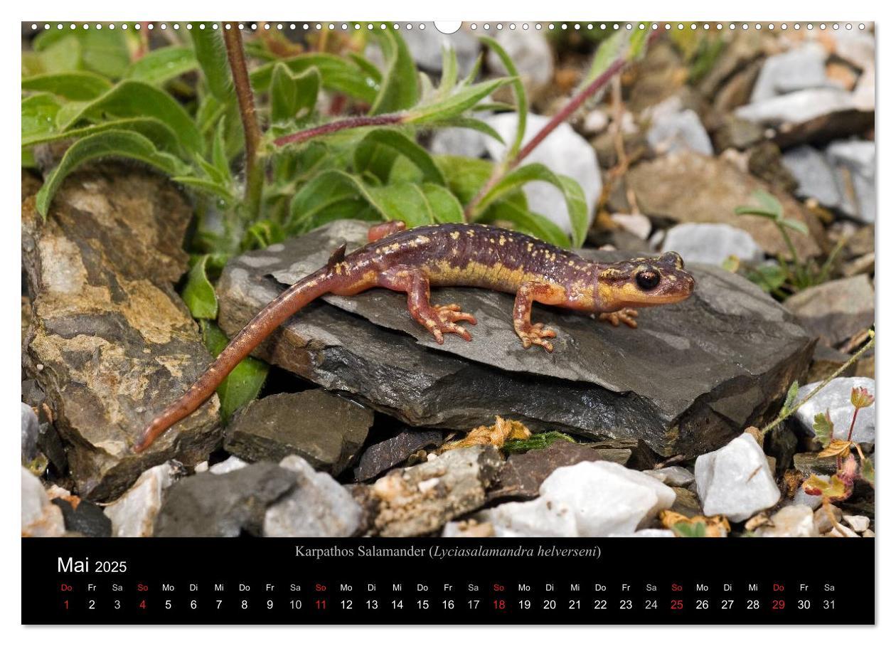 Bild: 9783435771837 | Salamander und Molche (Wandkalender 2025 DIN A2 quer), CALVENDO...