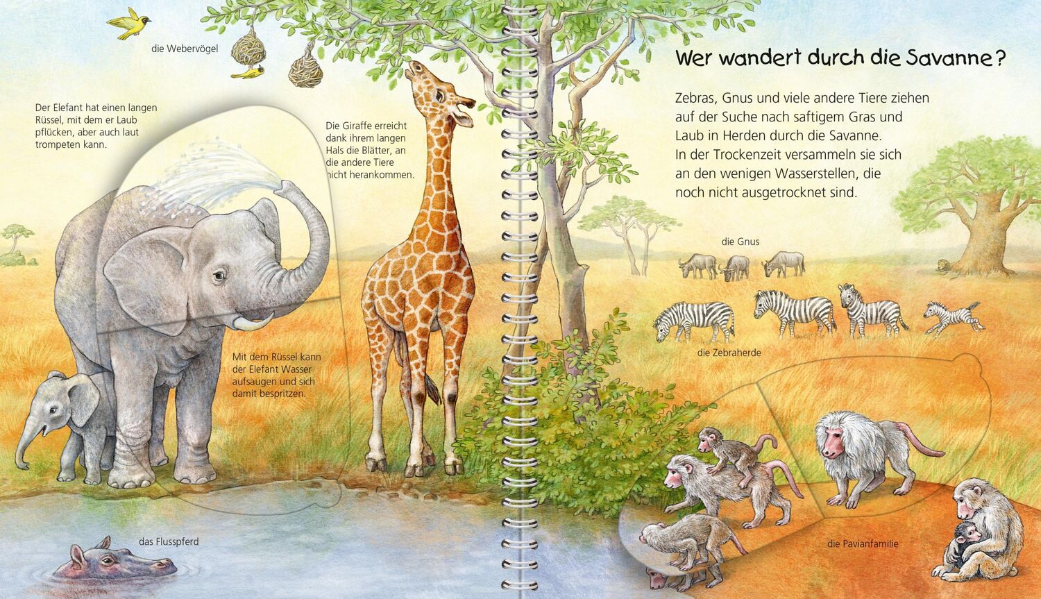 Bild: 9783473328918 | Wieso? Weshalb? Warum? Mein junior-Lexikon: Tiere | Anne Möller | Buch