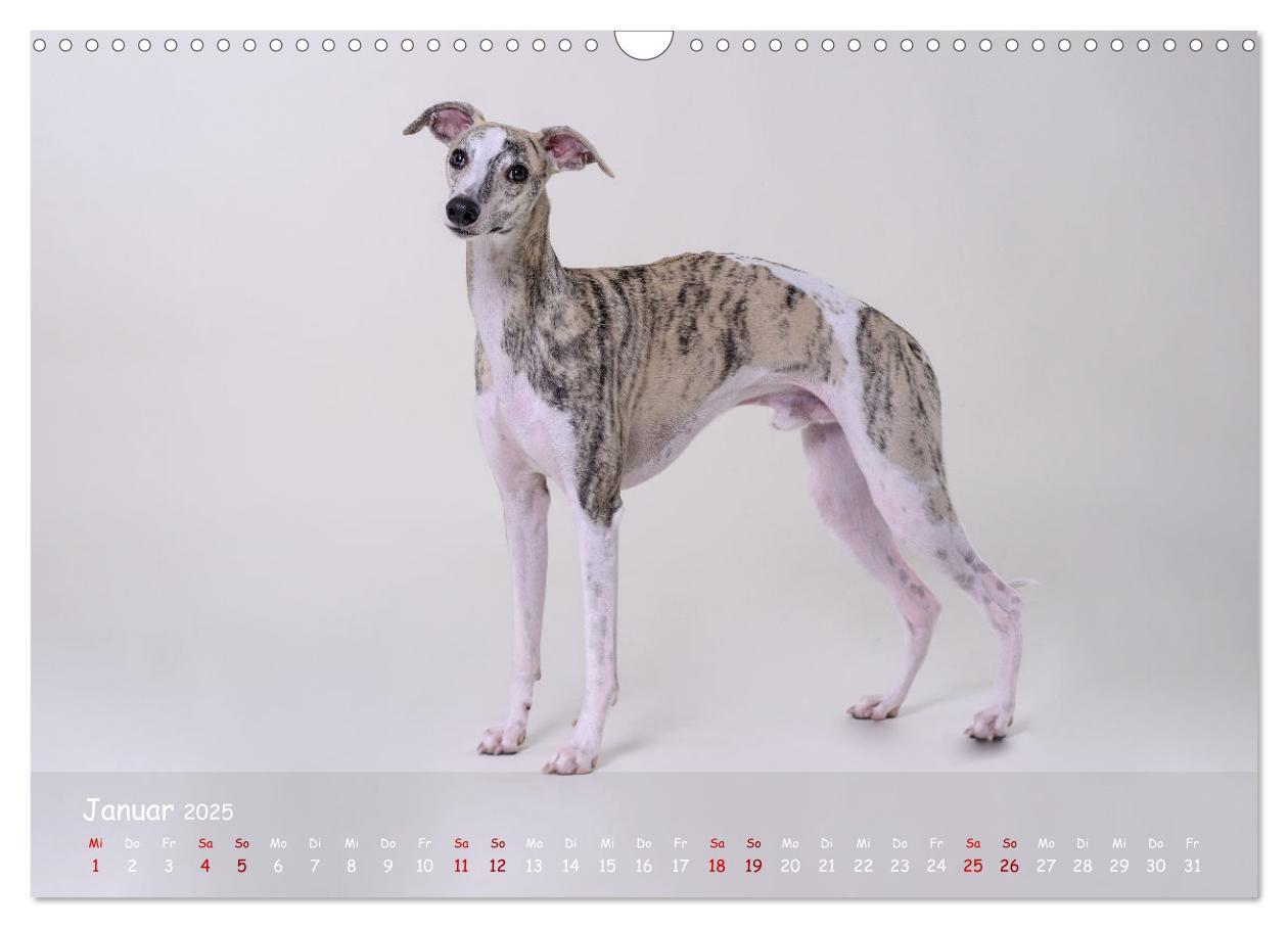 Bild: 9783383889783 | Whippets - Seelenhunde fürs Leben (Wandkalender 2025 DIN A3 quer),...