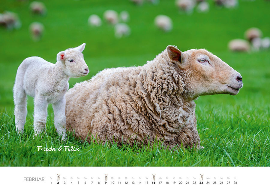 Bild: 9783966648349 | Tierkinder auf dem Bauernhof Kalender 2025 | J.-L. Klein (u. a.)