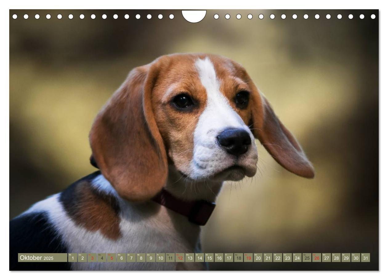 Bild: 9783435574896 | Beaglebabys auf Entdeckungstour (Wandkalender 2025 DIN A4 quer),...