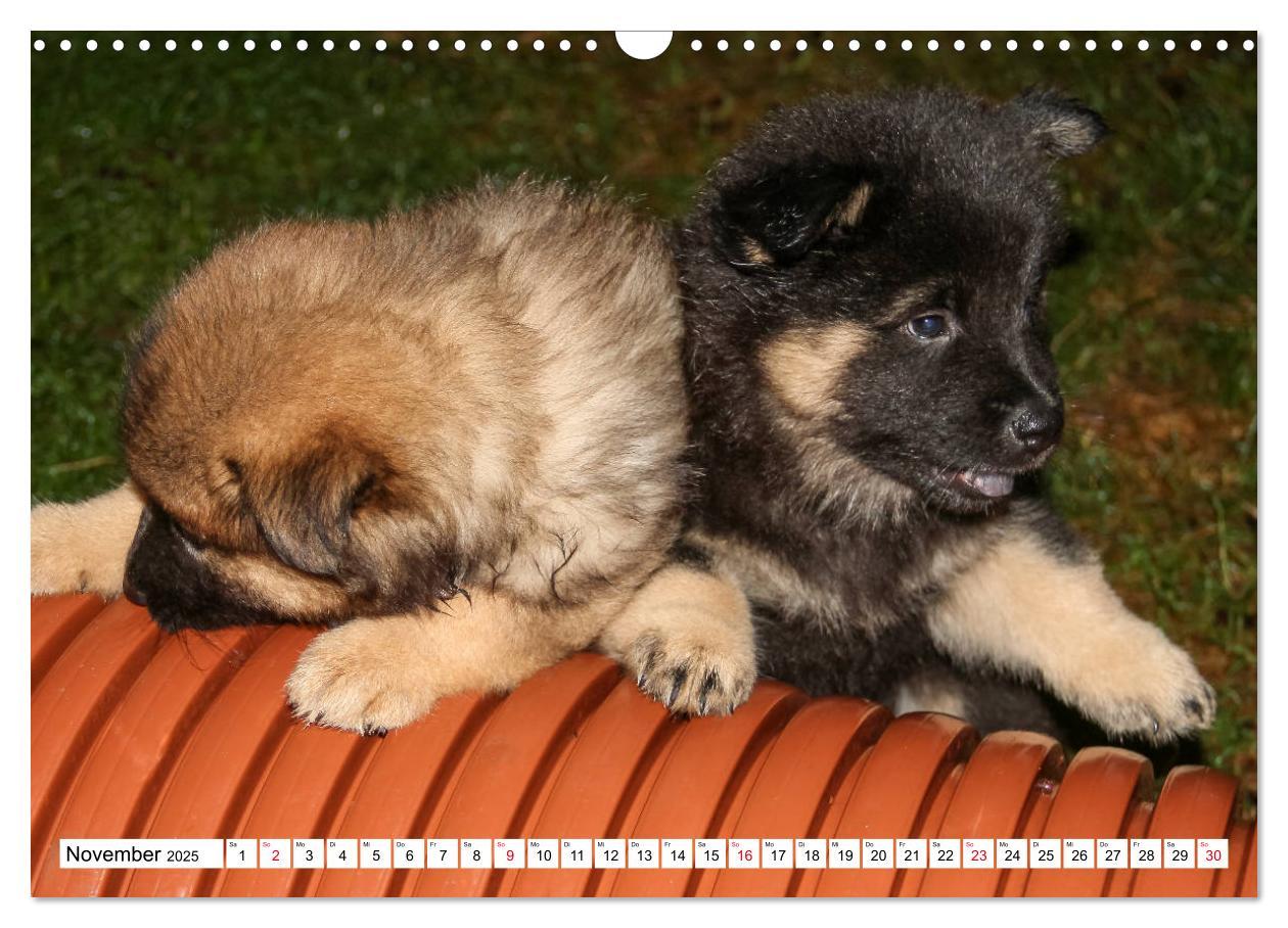 Bild: 9783435335367 | Eurasier, der Hund im Wolfspelz (Wandkalender 2025 DIN A3 quer),...