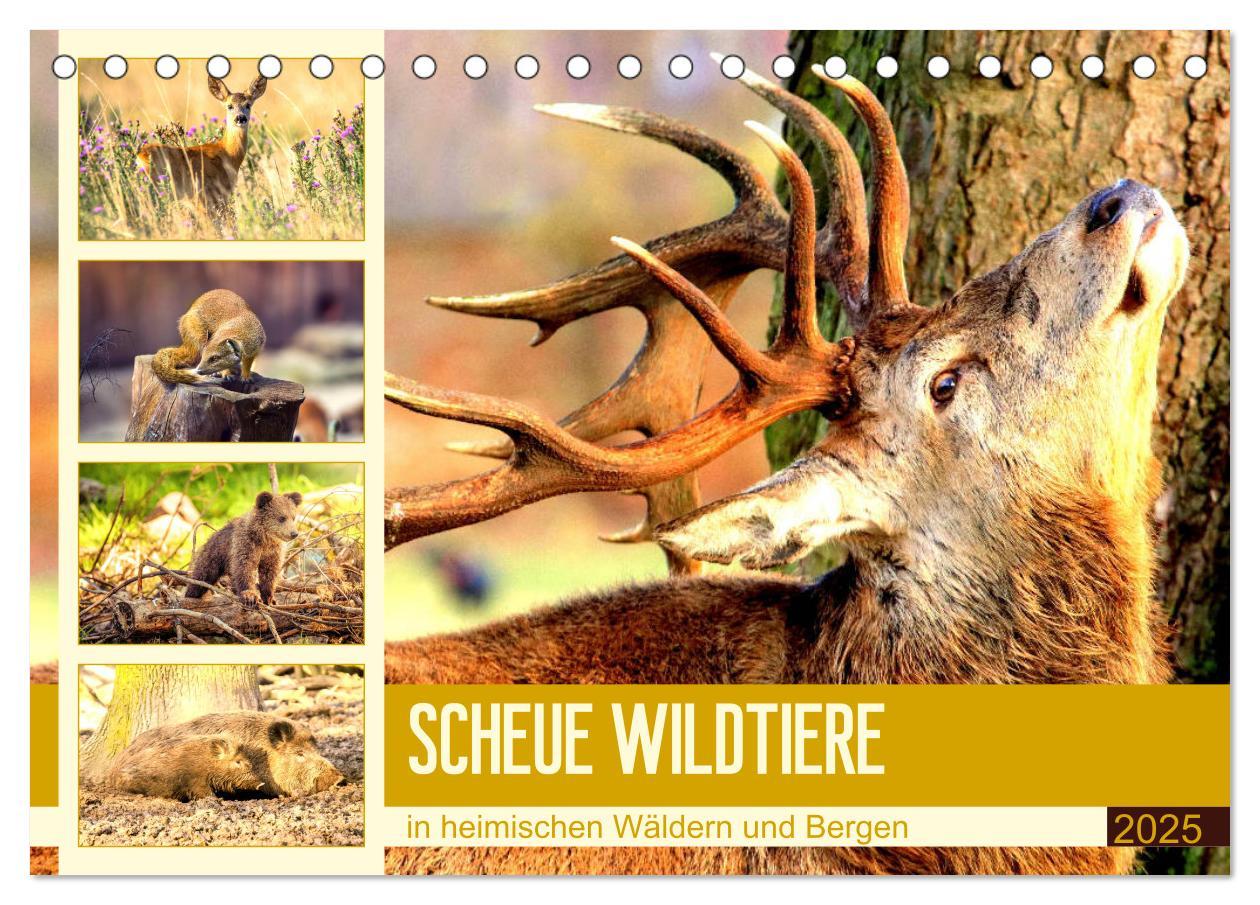 Cover: 9783435175086 | Scheue Wildtiere in heimischen Wäldern und Bergen (Tischkalender...