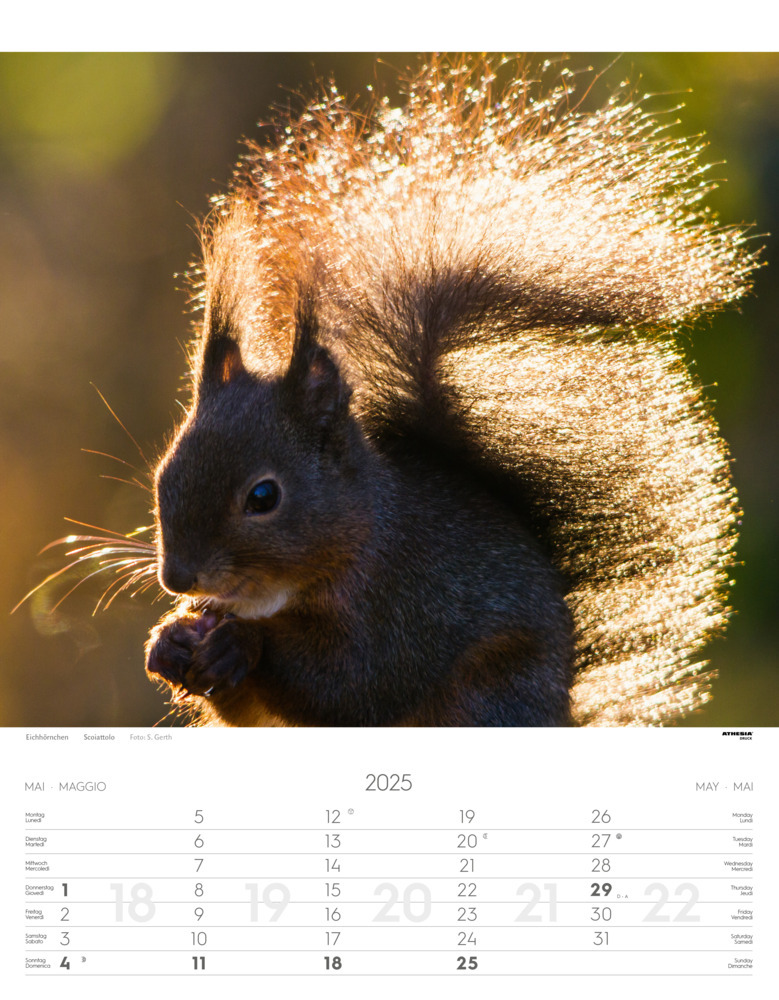 Bild: 9788868397449 | Tiere der Alpen - Kalender 2025 | Animali delle Alpi - Alpine animals