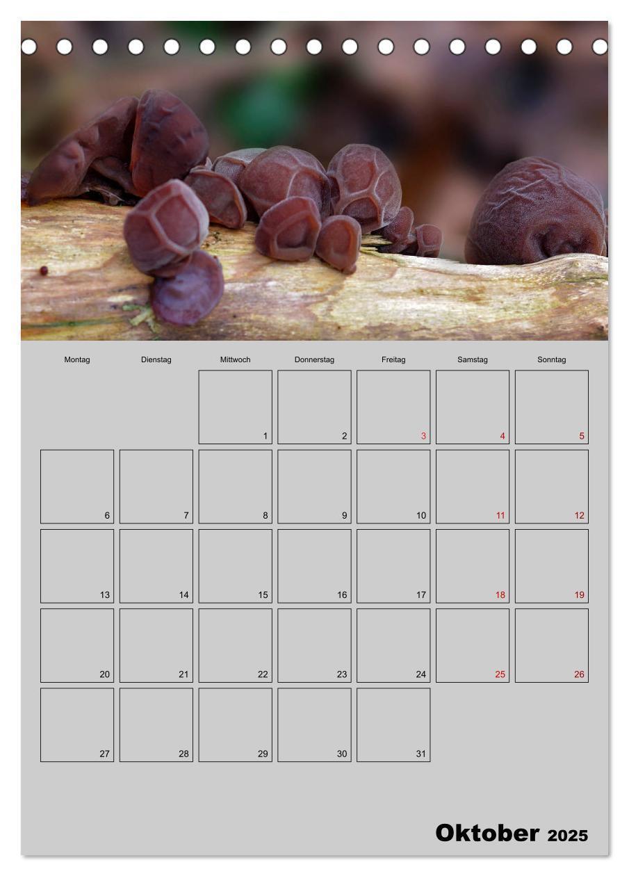 Bild: 9783435942367 | Quer durch die Pilze (Tischkalender 2025 DIN A5 hoch), CALVENDO...