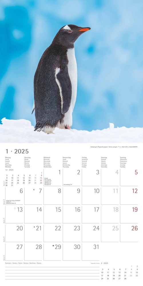 Bild: 4251732343101 | Alpha Edition - Pinguine 2025 Broschürenkalender, 30x30cm,...