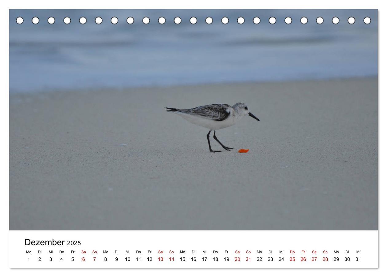 Bild: 9783435374564 | Möwen am Meer (Tischkalender 2025 DIN A5 quer), CALVENDO...