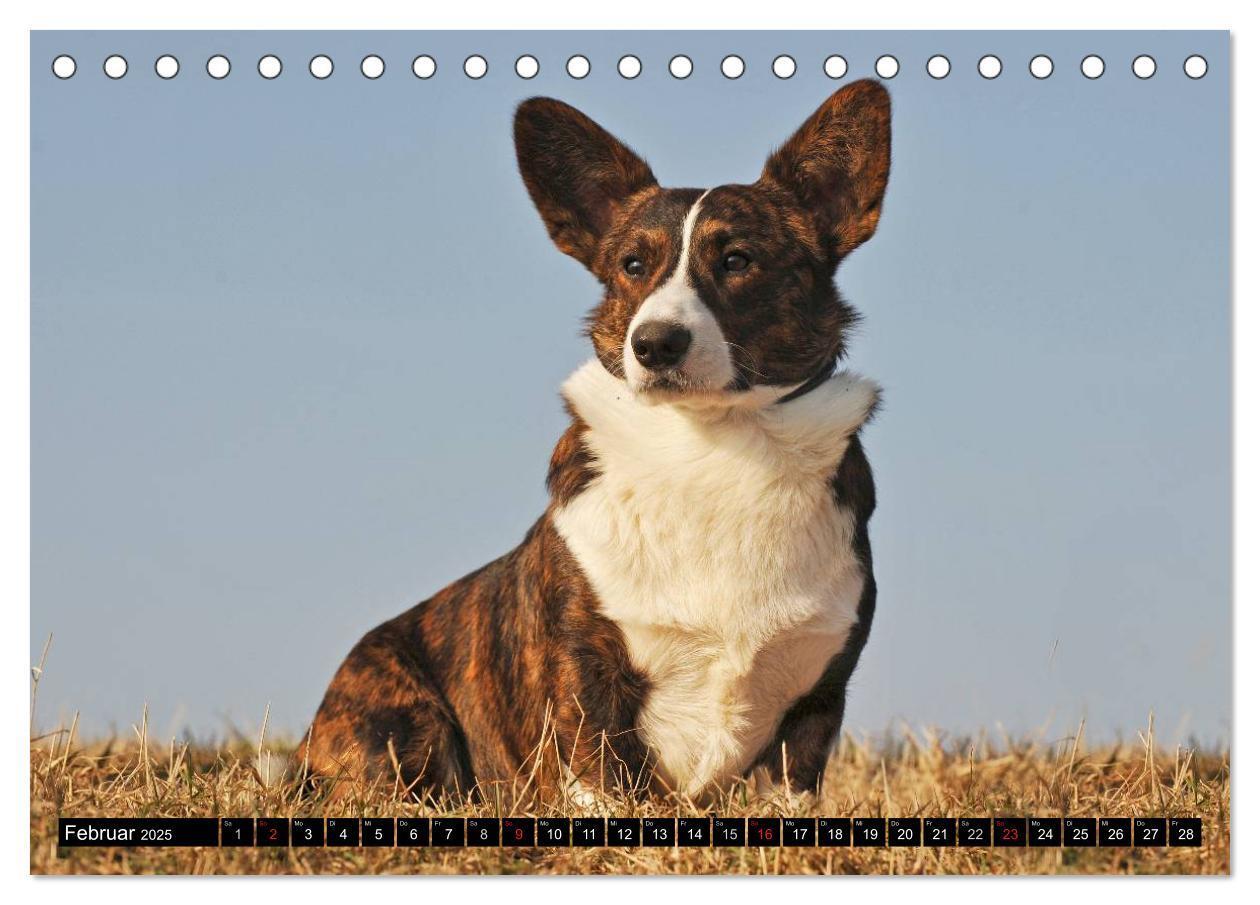 Bild: 9783435669868 | Welsh Corgi - Kobold auf 4 Pfoten (Tischkalender 2025 DIN A5 quer),...