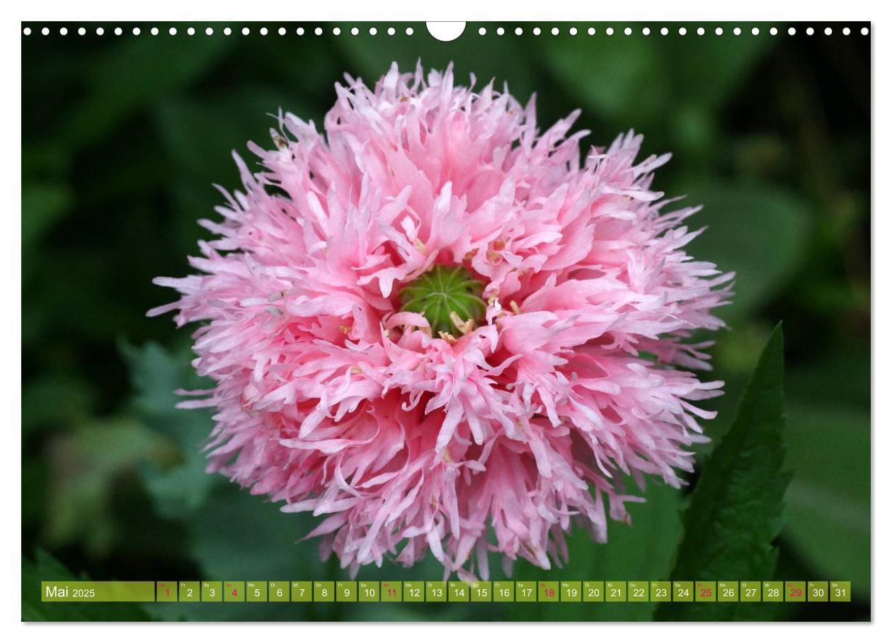 Bild: 9783435734160 | Mohn Tage (Wandkalender 2025 DIN A3 quer), CALVENDO Monatskalender