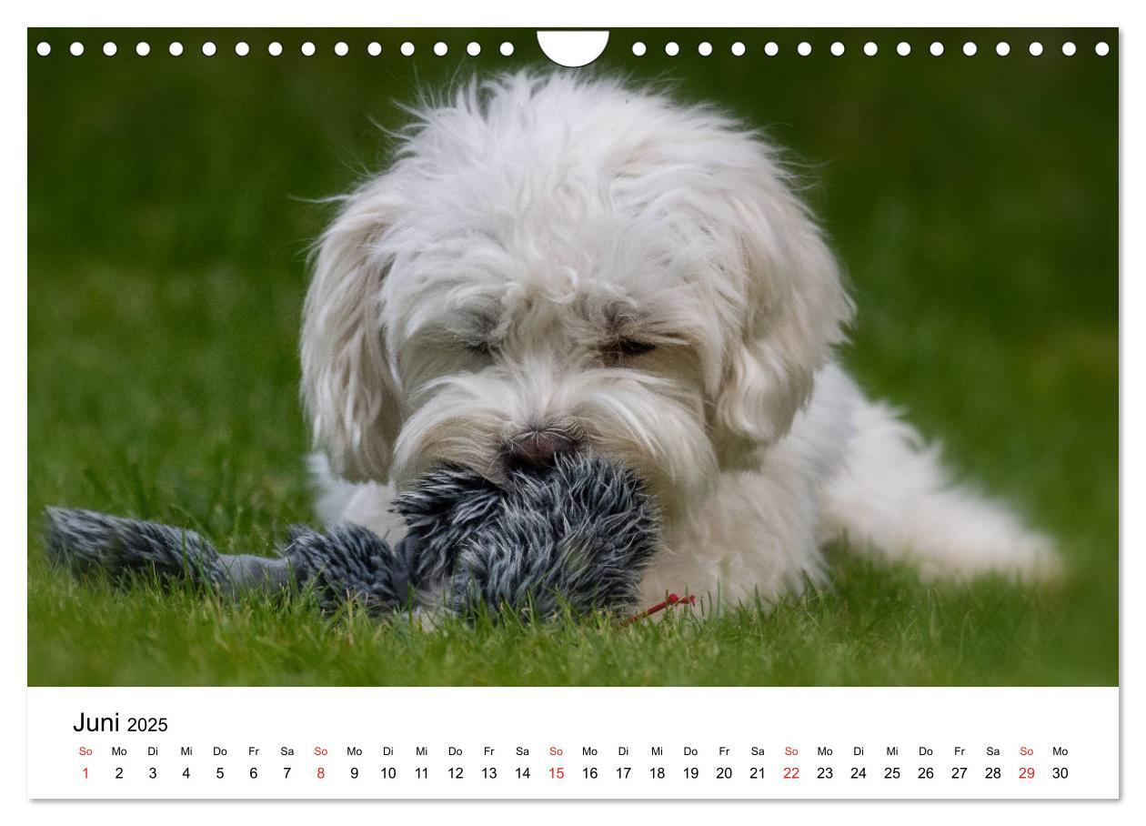 Bild: 9783435276479 | Moritz, der freche Malteser (Wandkalender 2025 DIN A4 quer),...