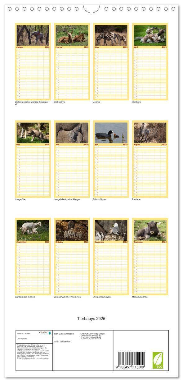 Bild: 9783457115589 | Familienplaner 2025 - Tierbabys 2025 mit 5 Spalten (Wandkalender,...