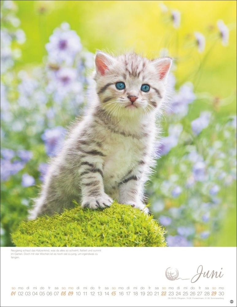 Bild: 9783756405305 | Katzenkinder Posterkalender 2025 | Monika Wegler | Kalender | 14 S.