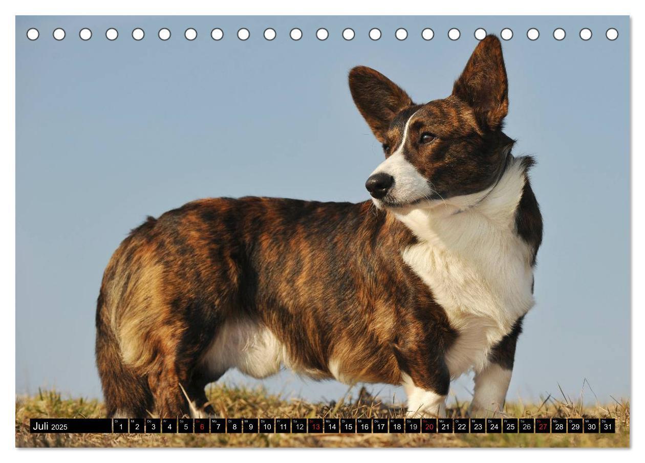 Bild: 9783435669868 | Welsh Corgi - Kobold auf 4 Pfoten (Tischkalender 2025 DIN A5 quer),...