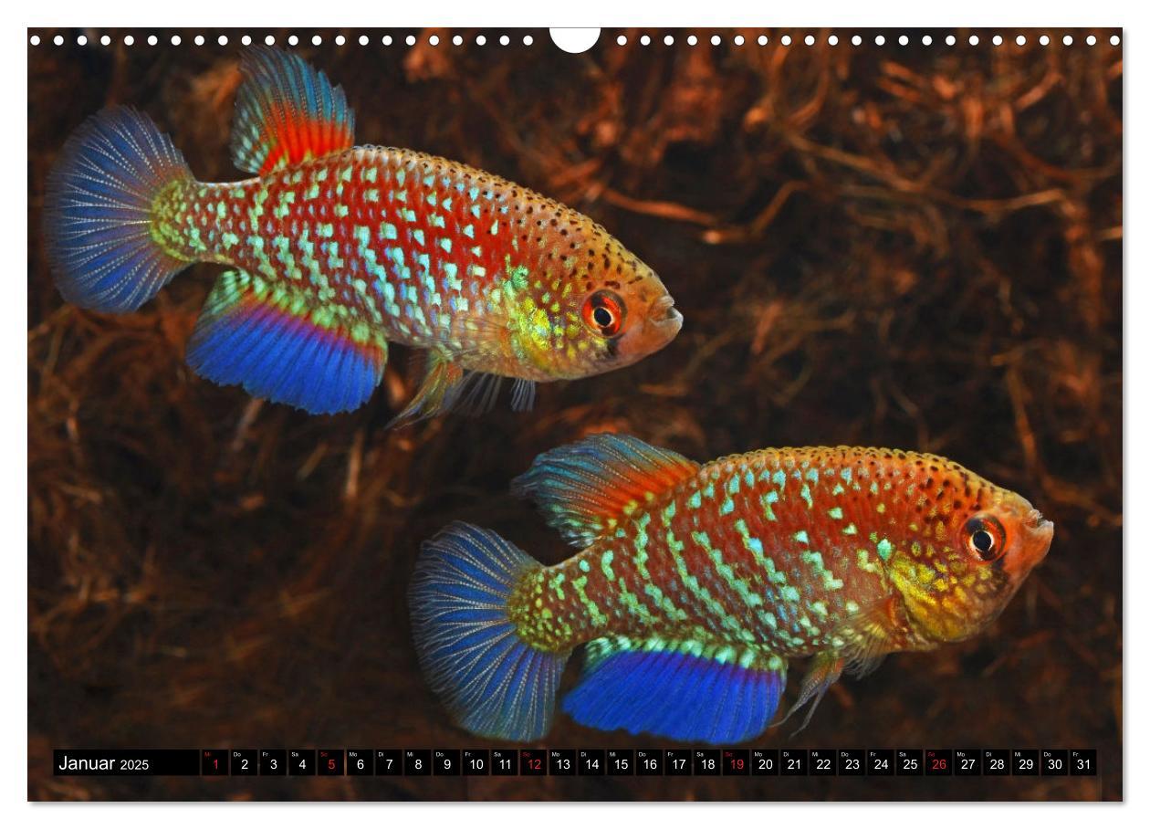 Bild: 9783435521715 | Bunte Fische der Welt - Killifische (Wandkalender 2025 DIN A3...