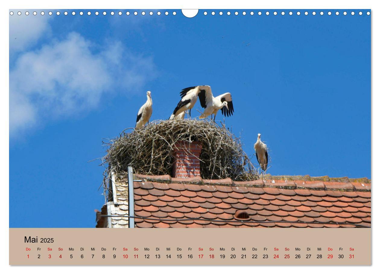 Bild: 9783435019779 | Der Storchenkalender (Wandkalender 2025 DIN A3 quer), CALVENDO...