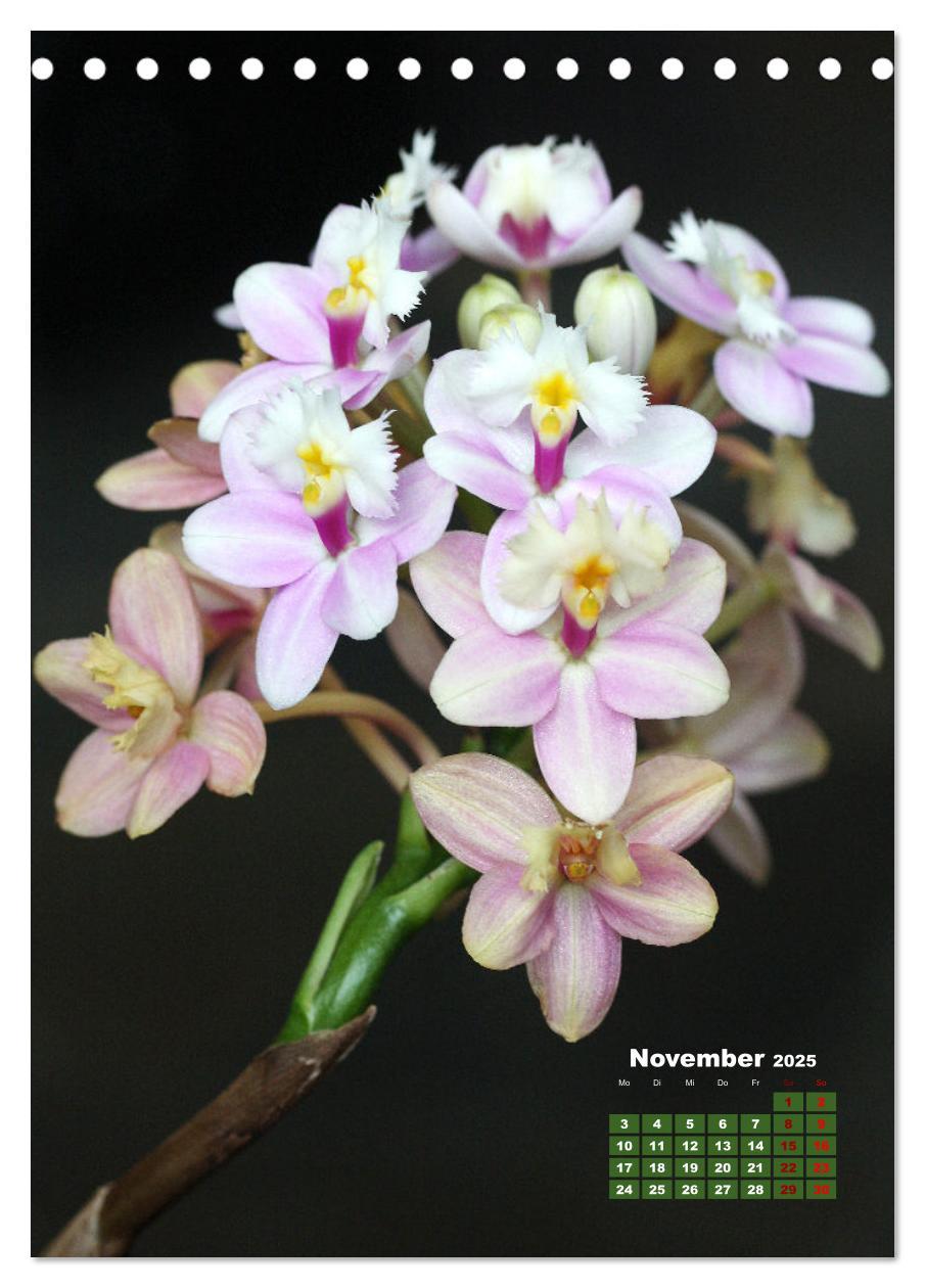 Bild: 9783435894772 | Traumhafte Orchideen (Tischkalender 2025 DIN A5 hoch), CALVENDO...