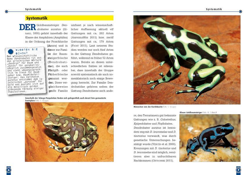 Bild: 9783866591882 | Der Goldbaumsteiger | Dendrobates Auratus | Ilze Dunce | Taschenbuch