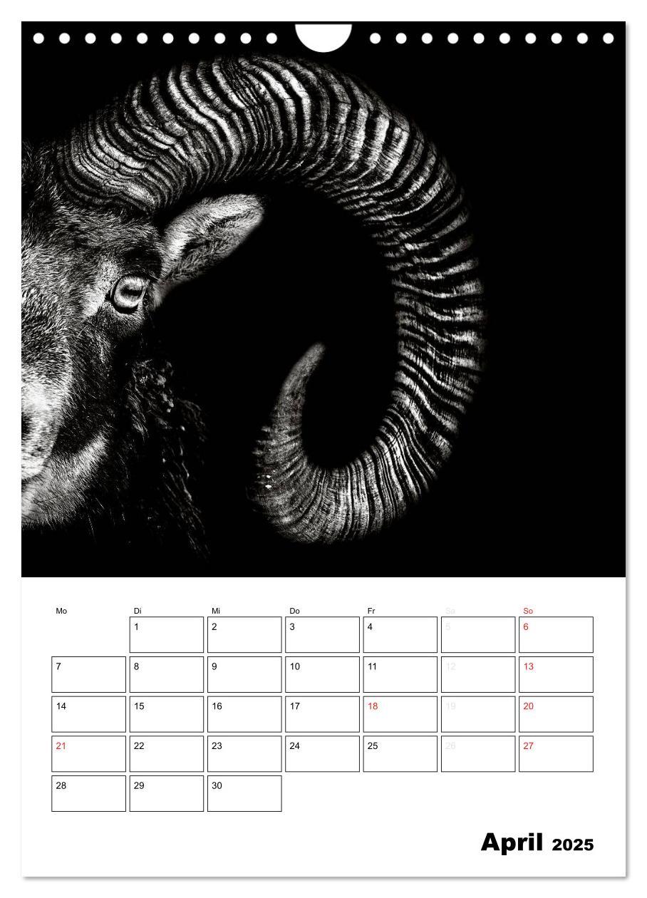 Bild: 9783457013533 | Charakterköpfe aus der Welt der Tiere (Wandkalender 2025 DIN A4...