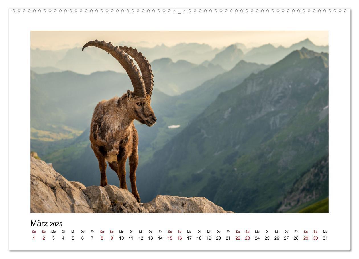 Bild: 9783383907562 | Steinböcke - Die Könige der Alpen (Wandkalender 2025 DIN A2 quer),...