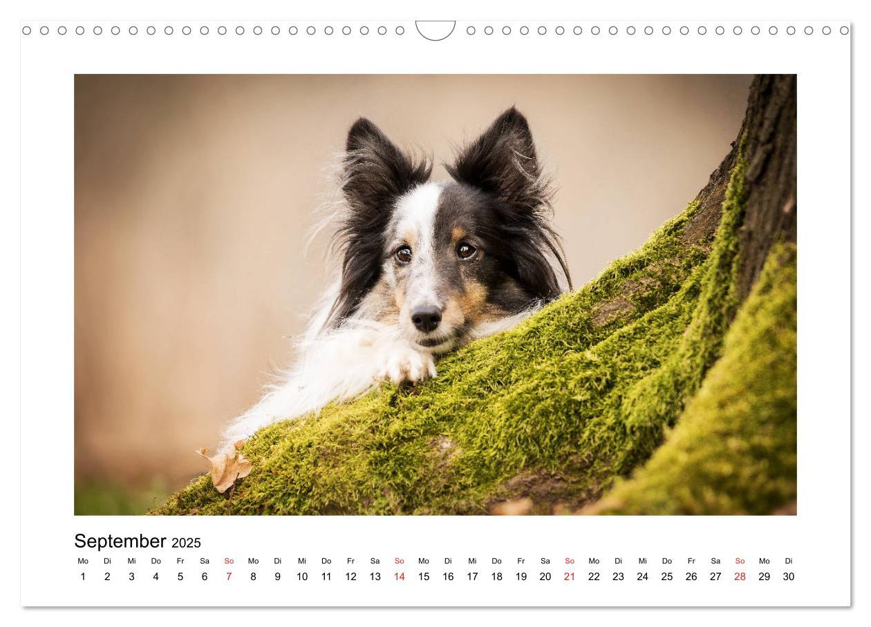 Bild: 9783435307944 | Herzensshelties - Shetland Sheepdogs (Wandkalender 2025 DIN A3...