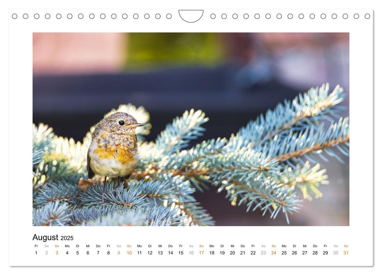 Bild: 9783383915178 | Zauberhafte Rotkehlchen (Wandkalender 2025 DIN A4 quer), CALVENDO...