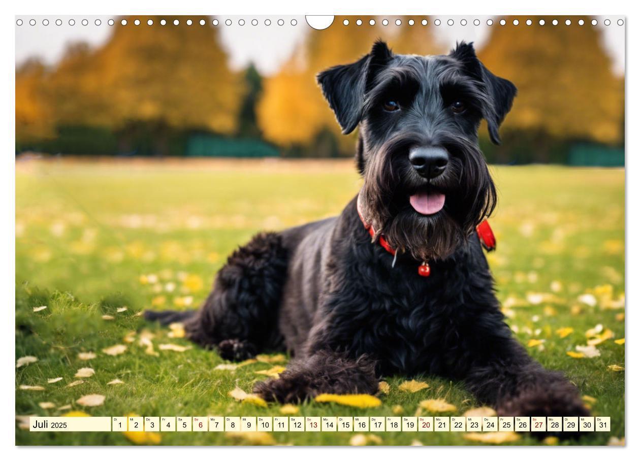 Bild: 9783457036914 | Schnauzer - vielseitige Allrounder (Wandkalender 2025 DIN A3 quer),...