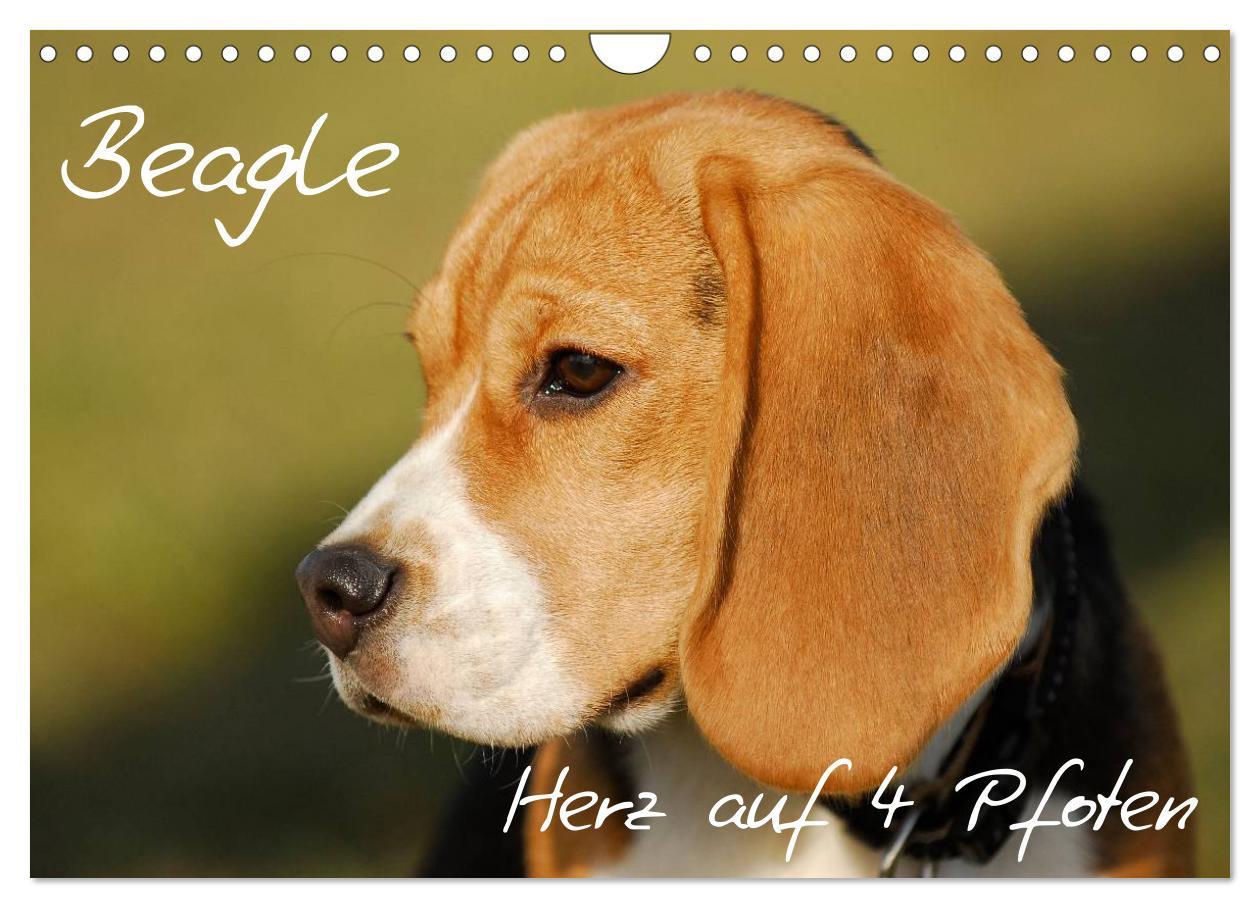 Cover: 9783435575800 | Beagle - Herz auf 4 Pfoten (Wandkalender 2025 DIN A4 quer),...