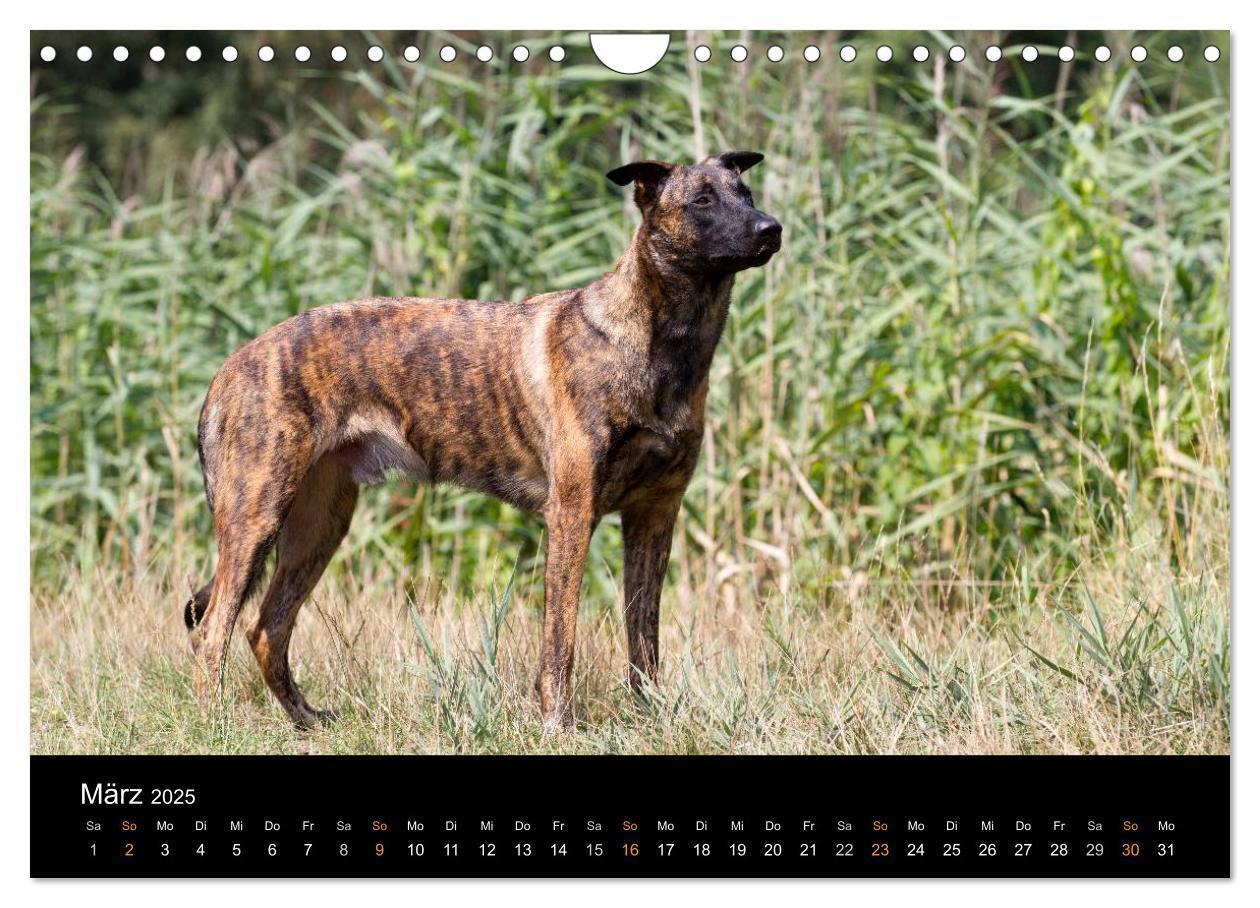 Bild: 9783435687756 | Holländischer Schäferhund (Wandkalender 2025 DIN A4 quer), CALVENDO...