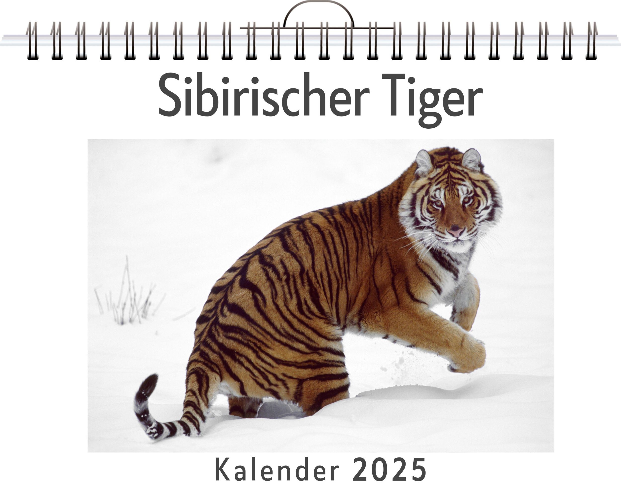 Cover: 9783759132932 | Sibirischer Tiger | Luca Fischer | Kalender | Kalender | 14 S.