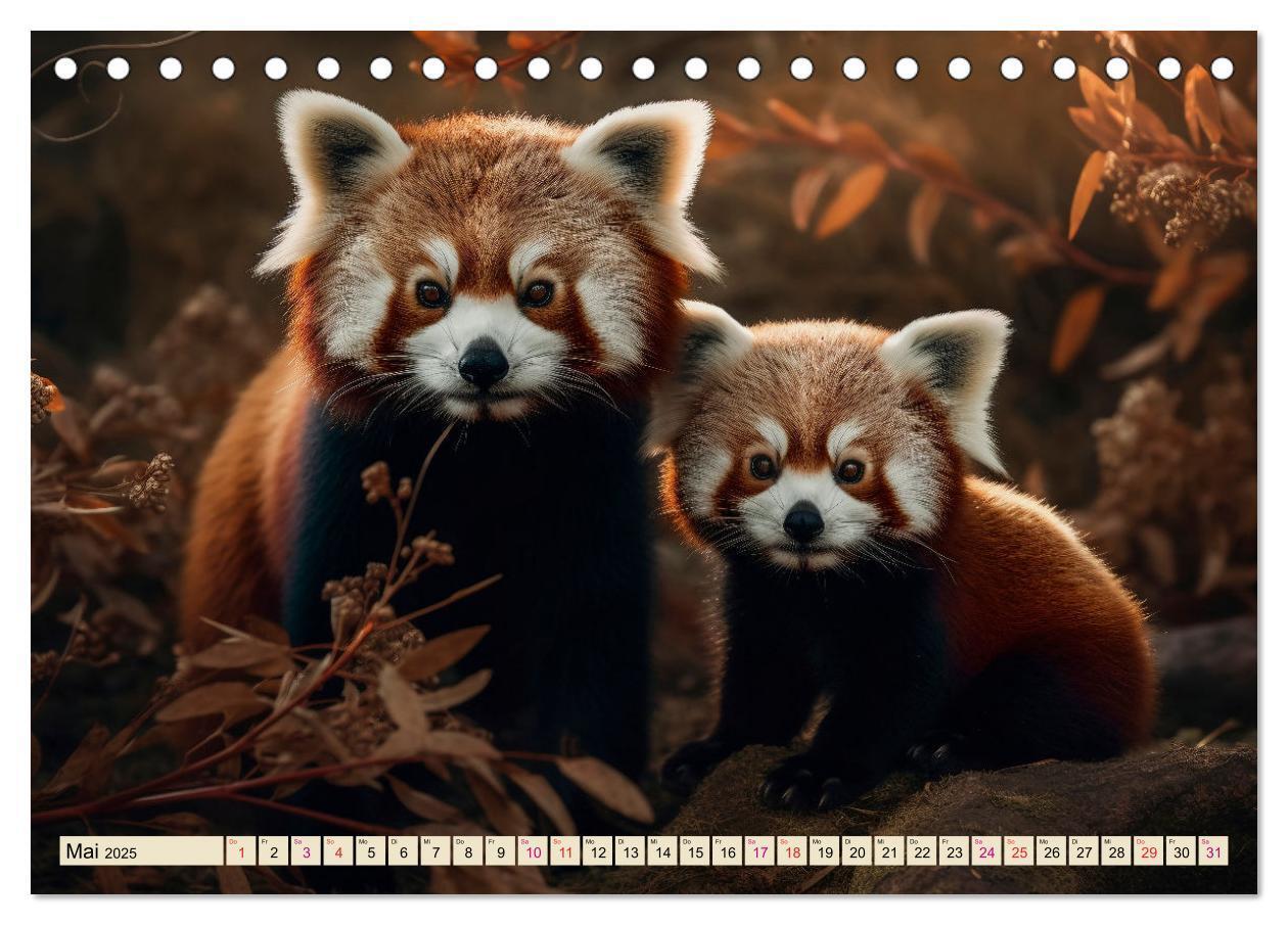 Bild: 9783383905902 | Roter Panda - gefährdeter Katzenbär (Tischkalender 2025 DIN A5...