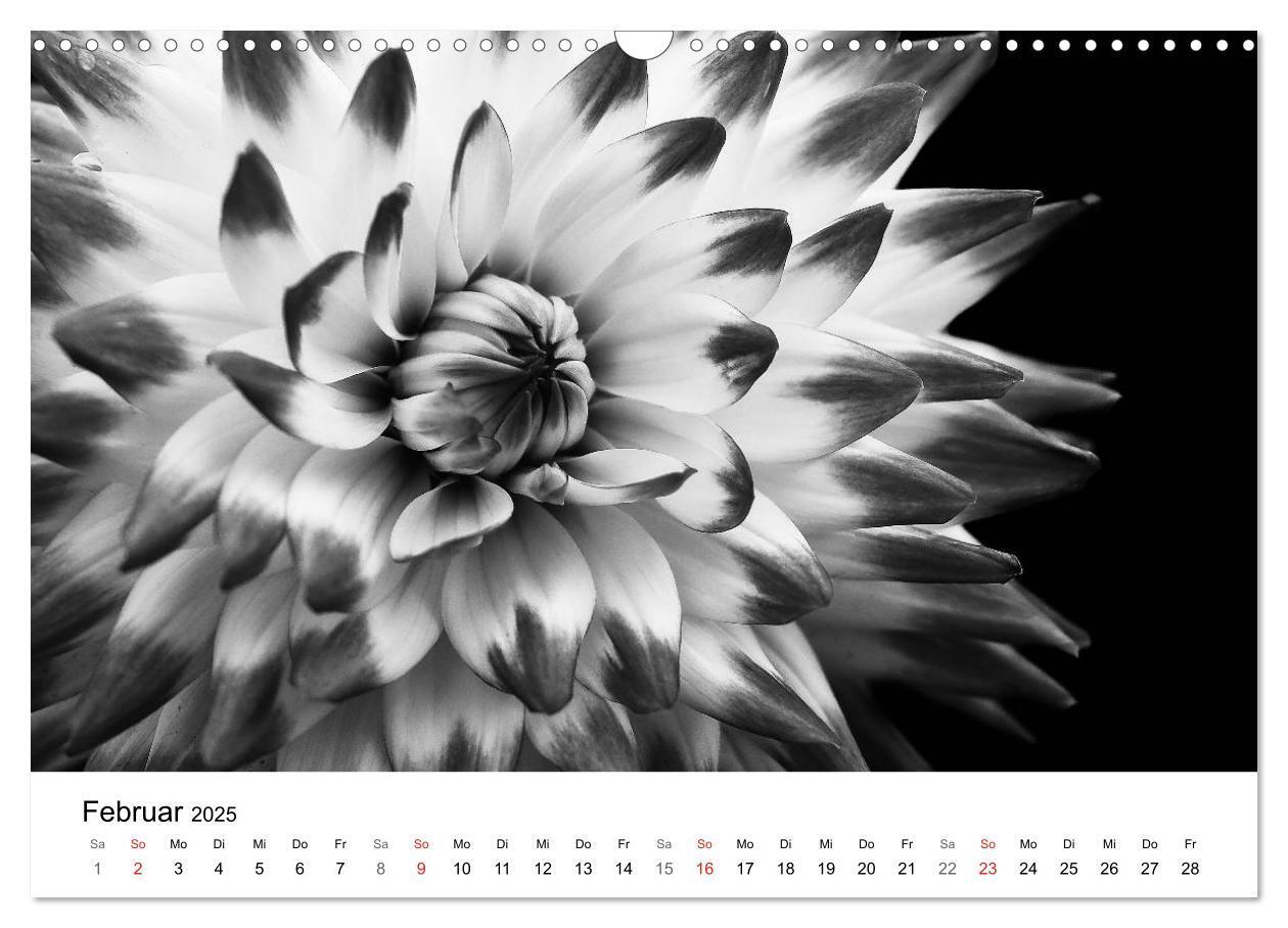 Bild: 9783435642892 | Blumen 2025, Schwarz-Weiß (Wandkalender 2025 DIN A3 quer), CALVENDO...