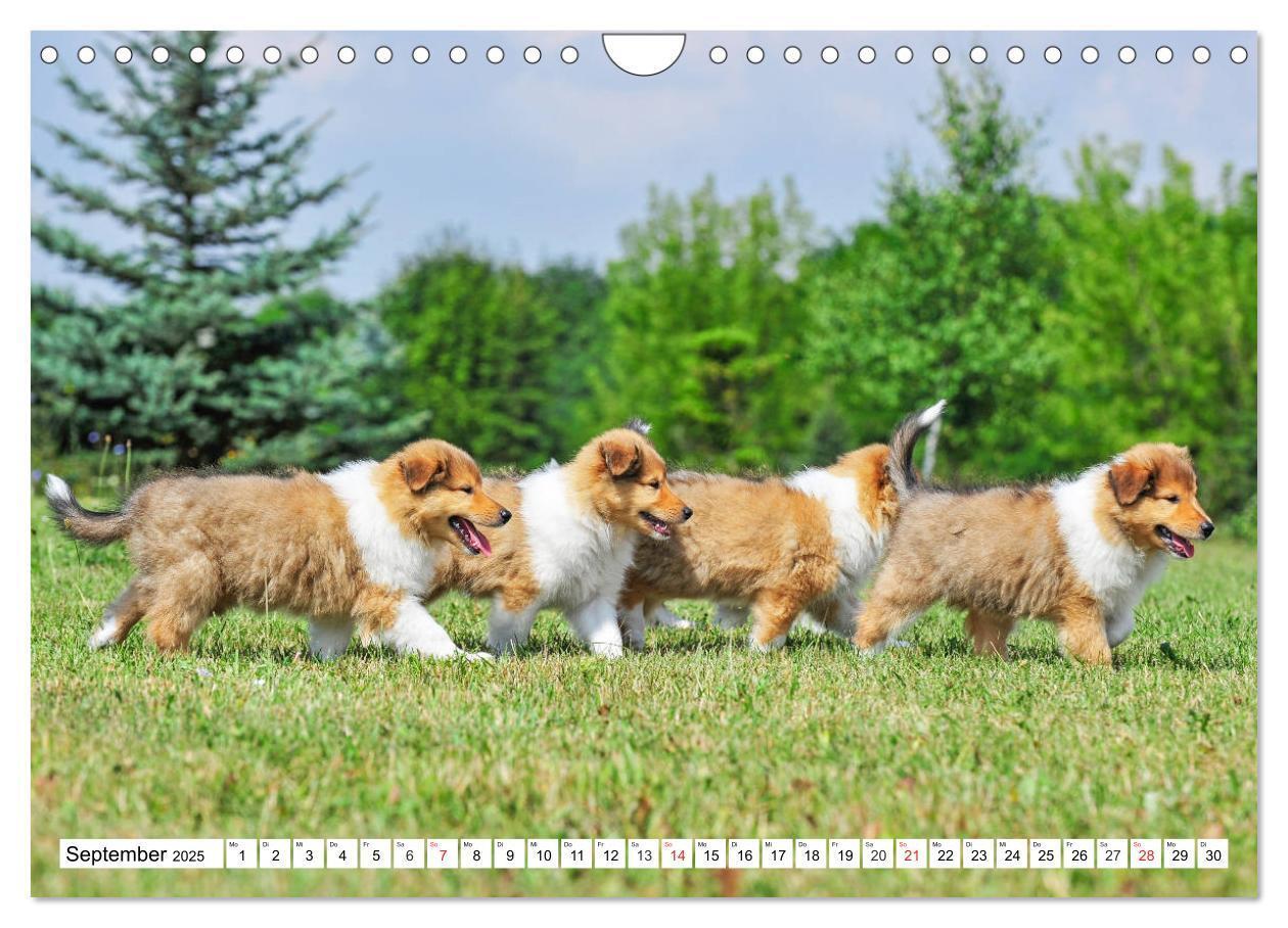 Bild: 9783435251452 | Colliewelpen - kleine Collies erobern die Welt (Wandkalender 2025...