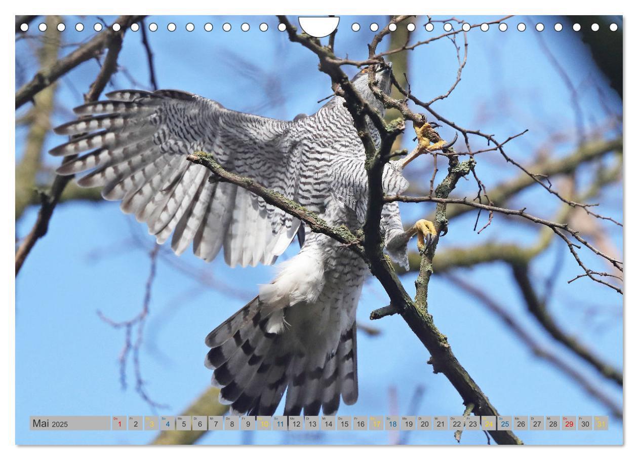 Bild: 9783383837128 | Habicht - aus dem Leben eines imposanten Greifvogels (Wandkalender...