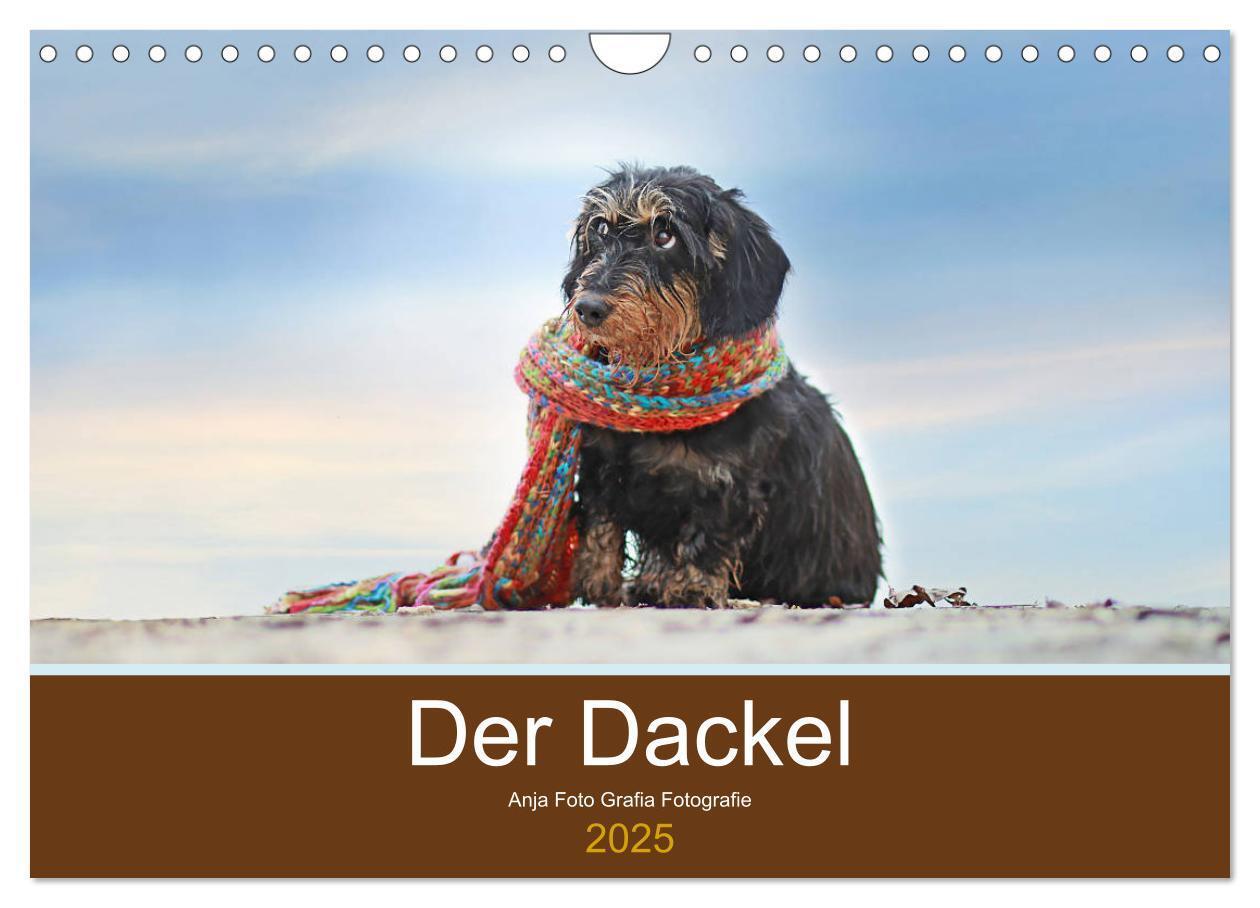 Cover: 9783457127926 | Der Dackel (Wandkalender 2025 DIN A4 quer), CALVENDO Monatskalender