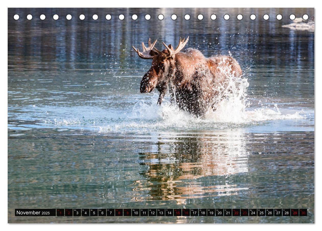 Bild: 9783435038015 | Kanada - Abenteuer in den Nationalparks (Tischkalender 2025 DIN A5...