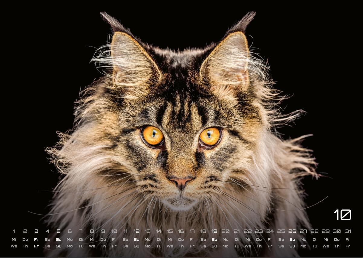 Bild: 9783986733865 | Miau - Unsere Stubentiger - Der Katzenkalender - 2025 - Kalender...