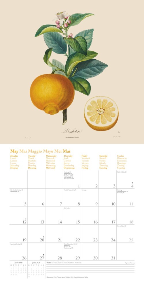 Bild: 4250809652818 | DUMONT - Fruits 2025 Broschürenkalender, 30x30cm, Wandkalender mit...