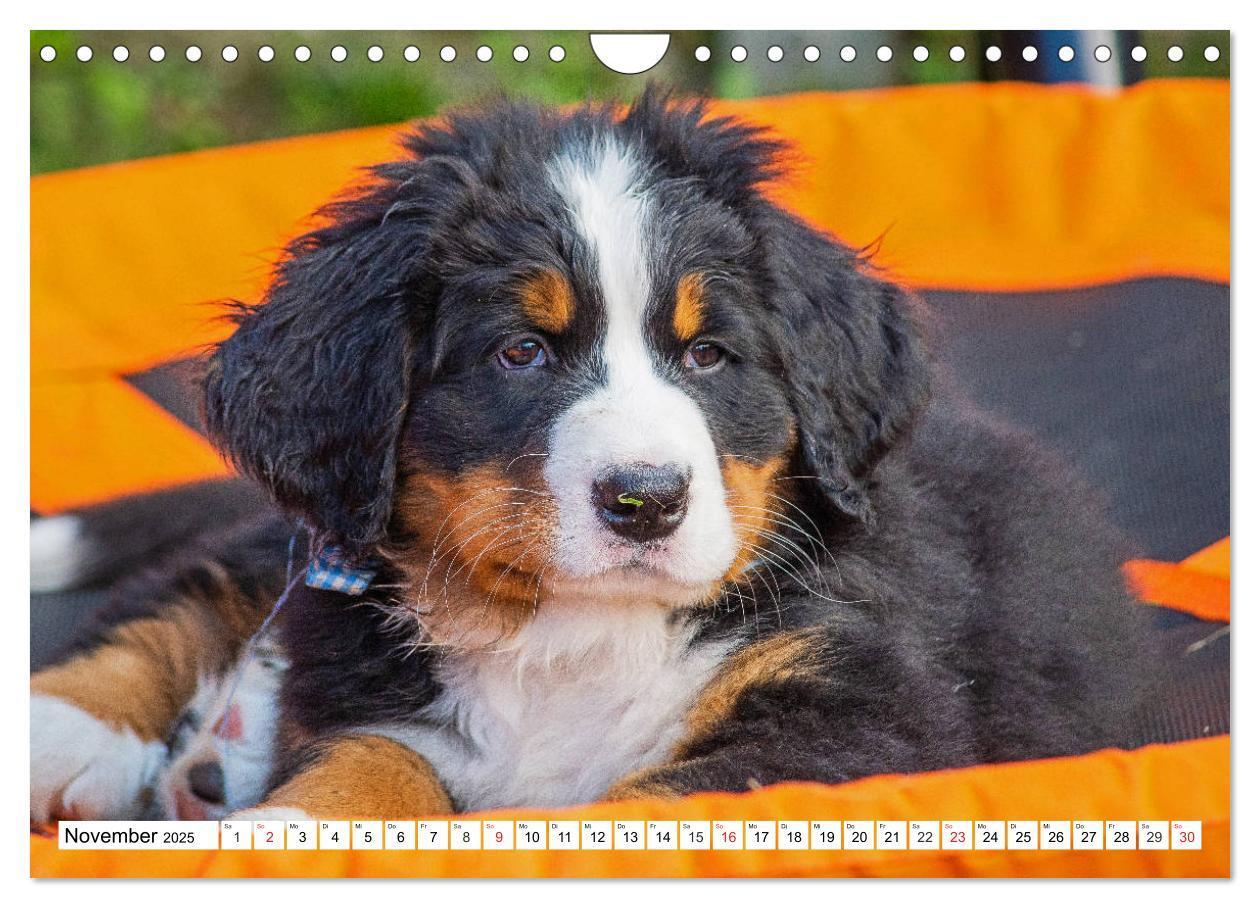 Bild: 9783435215737 | Kleine Herzen auf 4 Pfoten - Berner Sennenhunde (Wandkalender 2025...