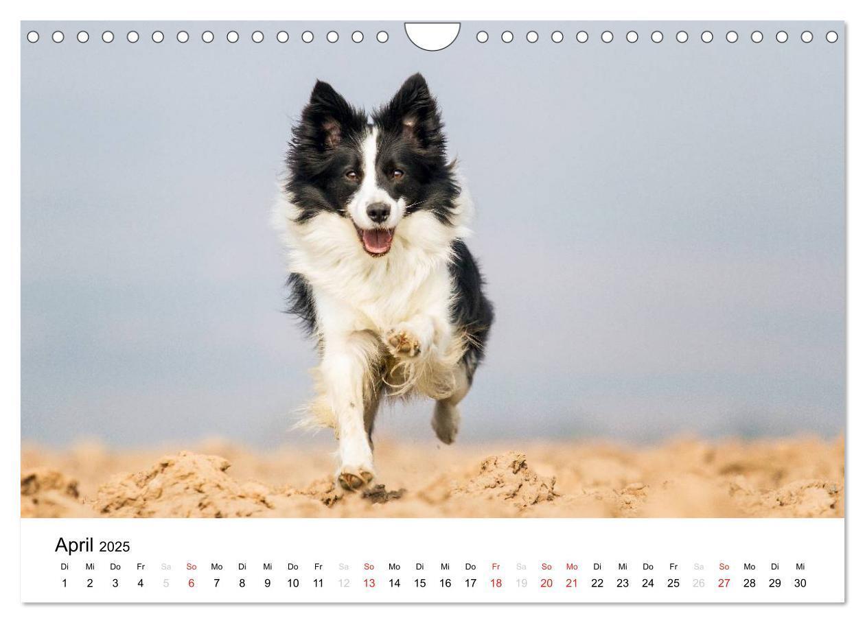 Bild: 9783435578153 | Border Collies 2025 (Wandkalender 2025 DIN A4 quer), CALVENDO...