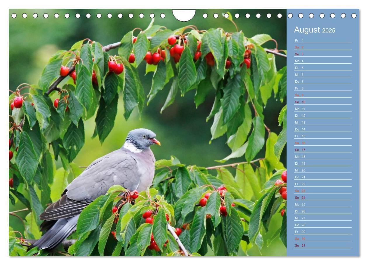 Bild: 9783435555062 | Gefiederte Gartenfreunde (Wandkalender 2025 DIN A4 quer), CALVENDO...