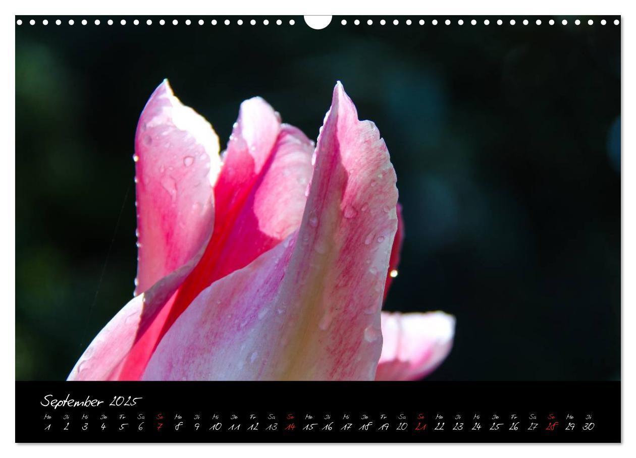 Bild: 9783435775767 | Butchart Gardens 2025 (Wandkalender 2025 DIN A3 quer), CALVENDO...